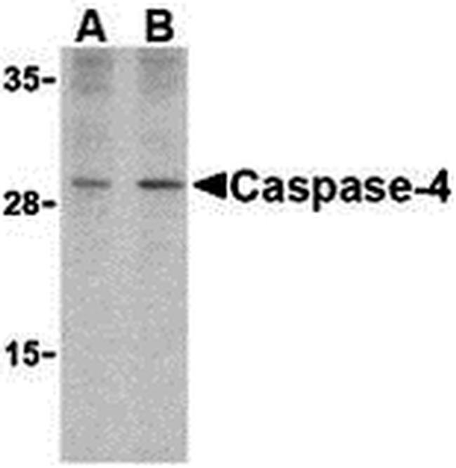 Caspase 4 Antibody in Western Blot (WB)