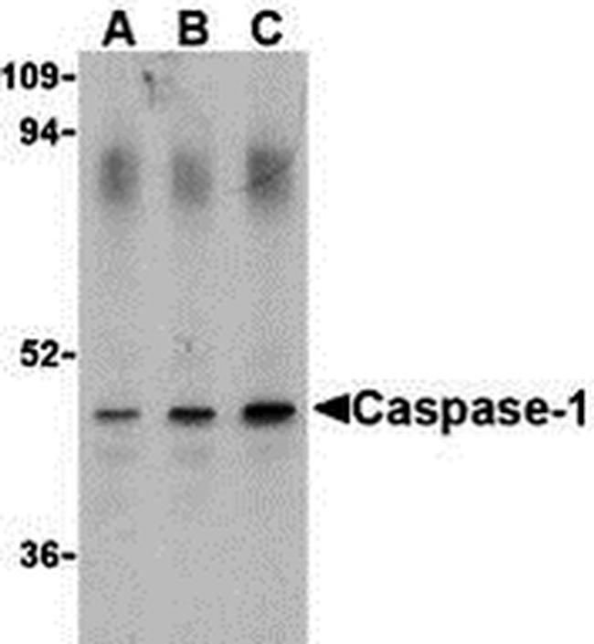 Caspase 1 Antibody in Western Blot (WB)