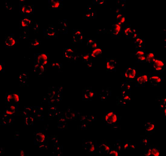 Caspase 6 Antibody in Immunocytochemistry (ICC/IF)