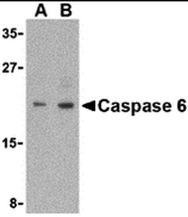 Caspase 6 Antibody in Western Blot (WB)