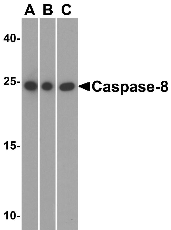 Caspase 8 Antibody in Western Blot (WB)