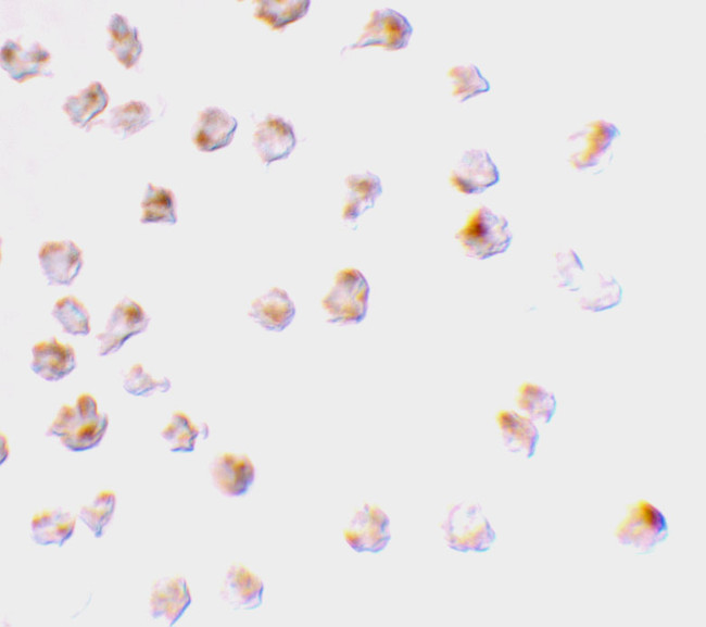 MCL-1 Antibody in Immunocytochemistry (ICC/IF)