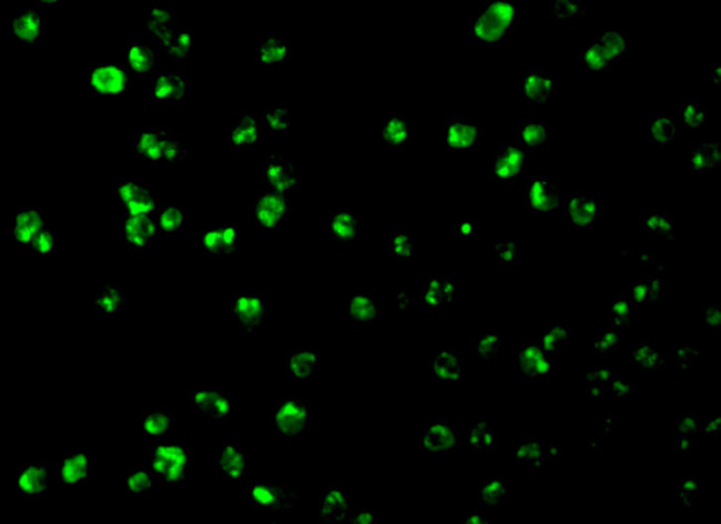 MCL-1 Antibody in Immunocytochemistry (ICC/IF)