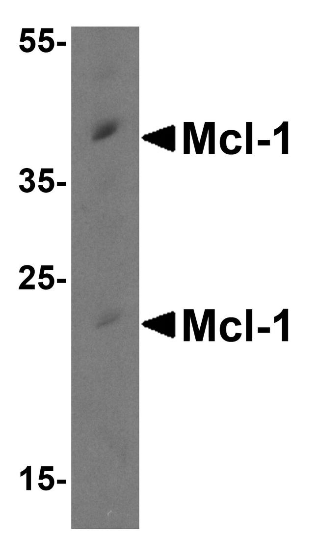 MCL-1 Antibody in Western Blot (WB)