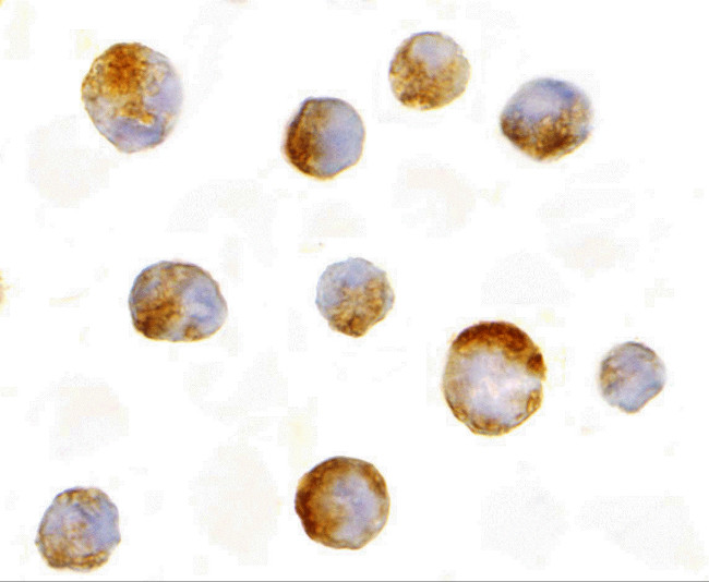 MCL-1 Antibody in Immunocytochemistry (ICC/IF)