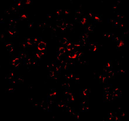 MCL-1 Antibody in Immunocytochemistry (ICC/IF)