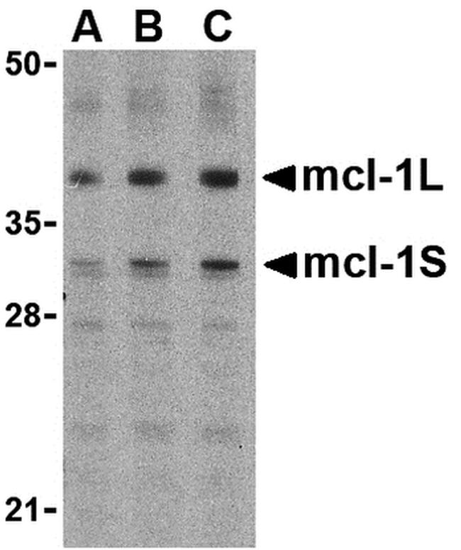 MCL-1 Antibody in Western Blot (WB)