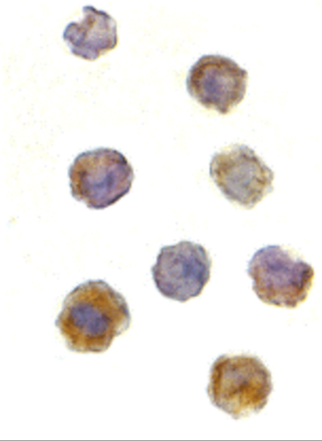 mTOR Antibody in Immunocytochemistry (ICC/IF)