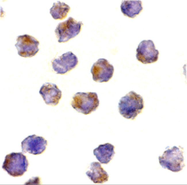 Raptor Antibody in Immunocytochemistry (ICC/IF)