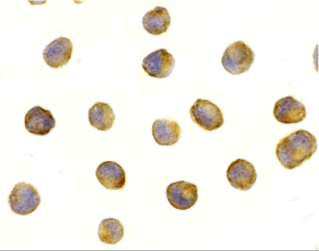 Raptor Antibody in Immunocytochemistry (ICC/IF)