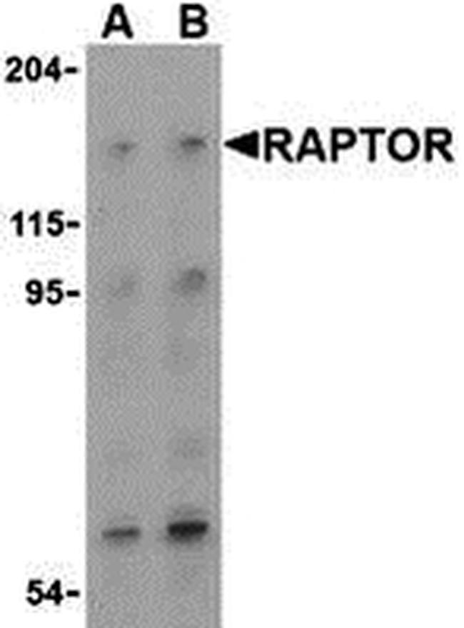 Raptor Antibody in Western Blot (WB)