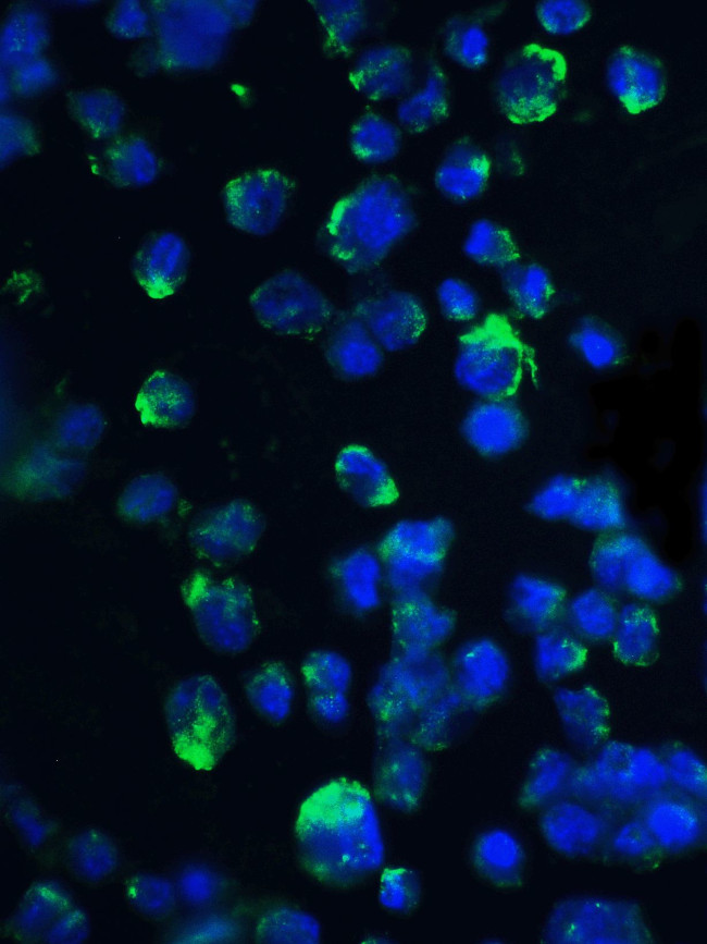 4EBP1 Antibody in Immunocytochemistry (ICC/IF)