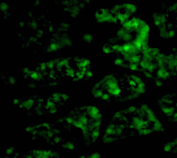 CTRP1 Antibody in Immunocytochemistry (ICC/IF)