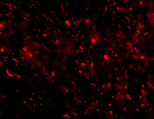 CTRP3 Antibody in Immunohistochemistry (PFA fixed) (IHC (PFA))