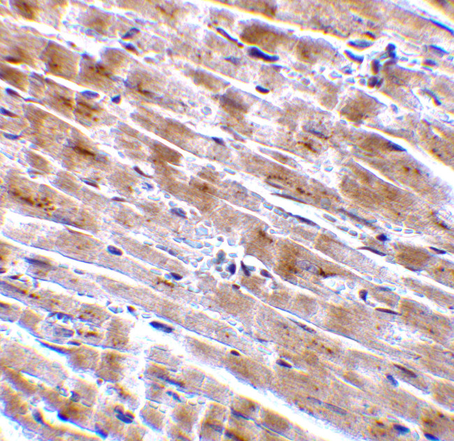 CTRP3 Antibody in Immunohistochemistry (Paraffin) (IHC (P))