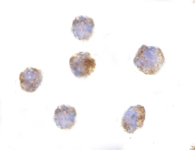 GITRL Antibody in Immunocytochemistry (ICC/IF)