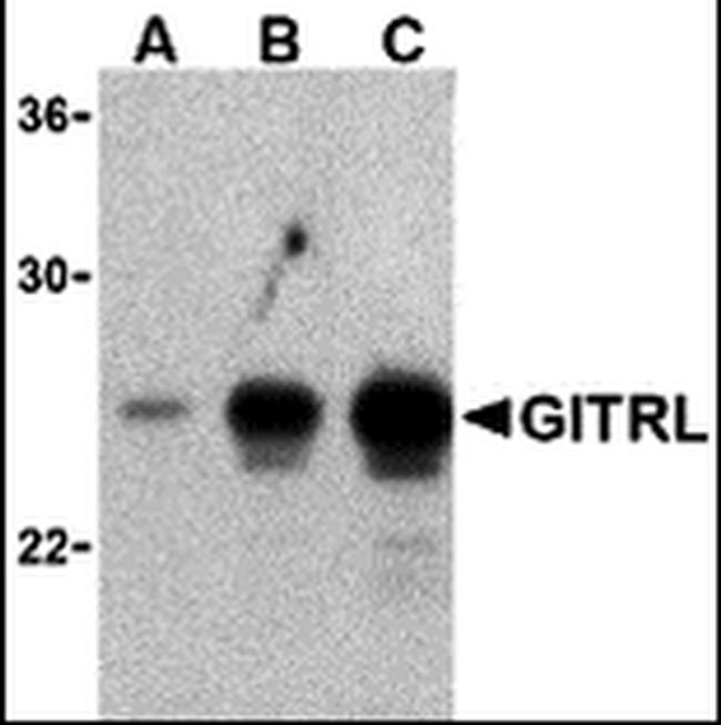 GITRL Antibody in Western Blot (WB)