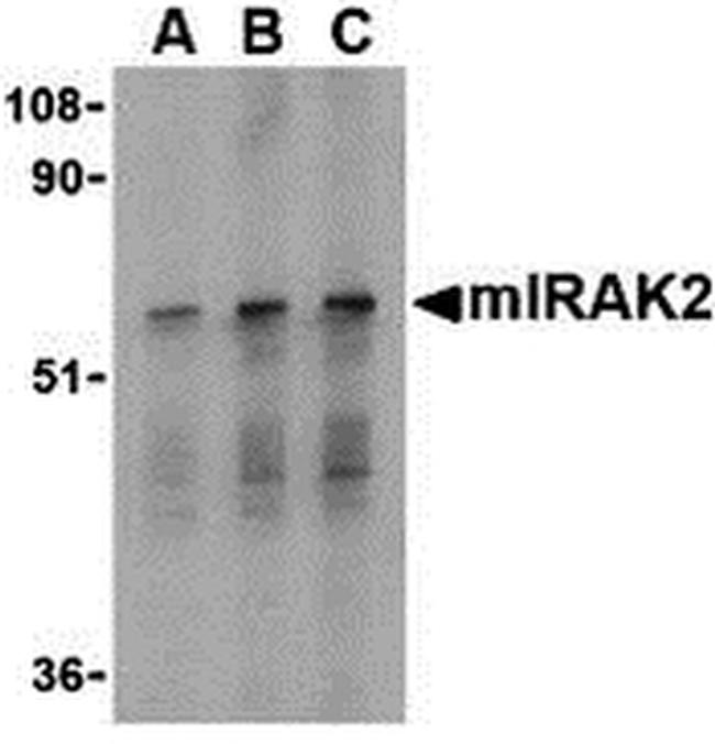 IRAK2 Antibody in Western Blot (WB)