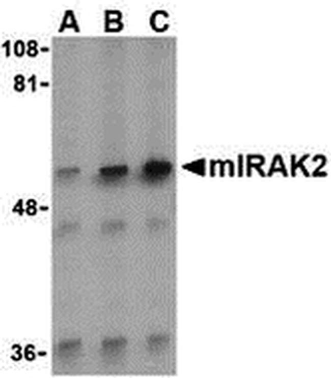 IRAK2 Antibody in Western Blot (WB)