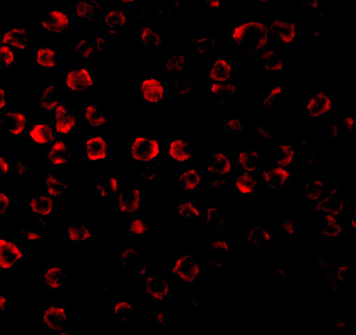 TRAF3 Antibody in Immunocytochemistry (ICC/IF)