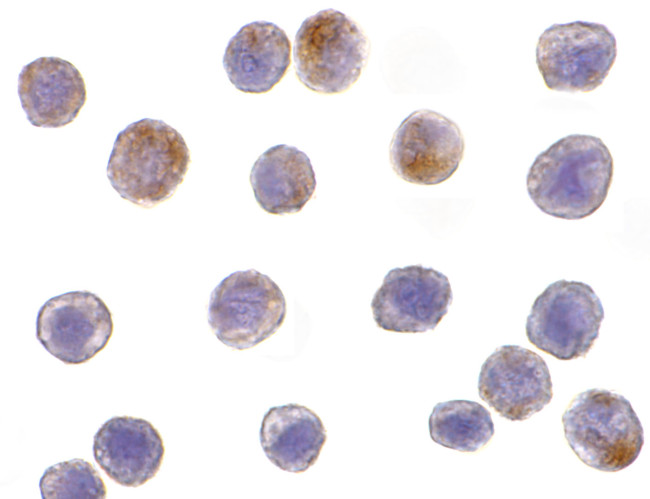 TRAF3 Antibody in Immunocytochemistry (ICC/IF)