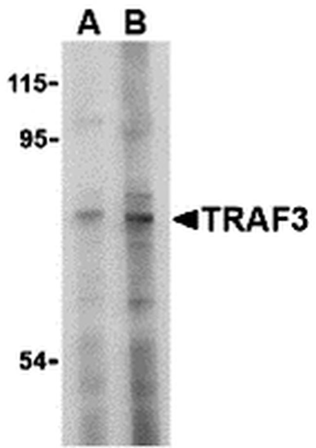 TRAF3 Antibody in Western Blot (WB)