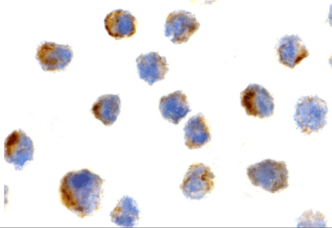 Bit1 Antibody in Immunocytochemistry (ICC/IF)