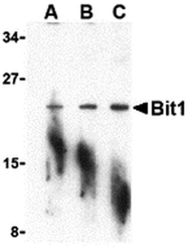 Bit1 Antibody in Western Blot (WB)