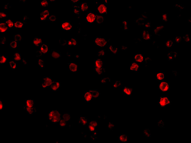 Beclin 1 Antibody in Immunocytochemistry (ICC/IF)