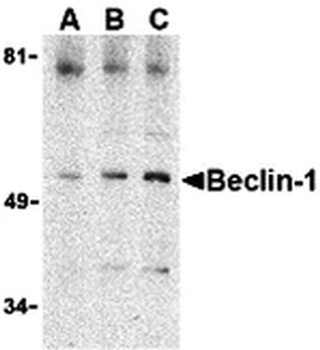 Beclin 1 Antibody in Western Blot (WB)