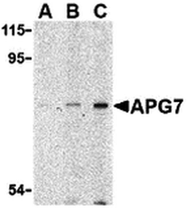 ATG7 Antibody in Western Blot (WB)