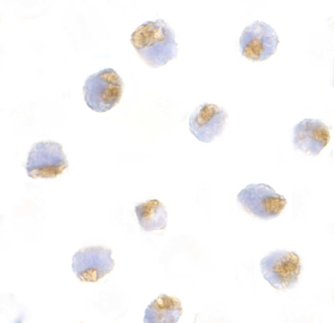 TLR1 Antibody in Immunocytochemistry (ICC/IF)