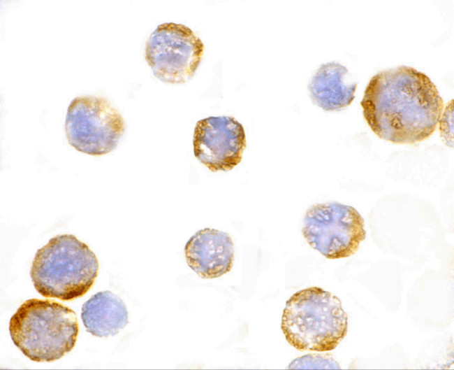 TLR3 Antibody in Immunocytochemistry (ICC/IF)