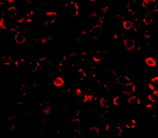 TLR3 Antibody in Immunocytochemistry (ICC/IF)