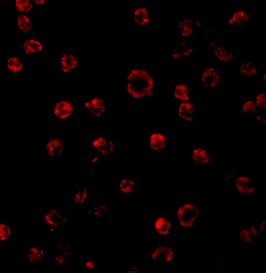 TLR3 Antibody in Immunocytochemistry (ICC/IF)