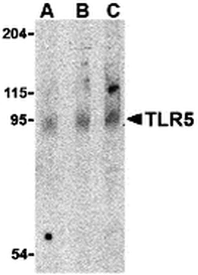 TLR5 Antibody in Western Blot (WB)