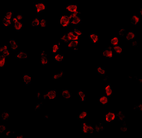 TLR5 Antibody in Immunocytochemistry (ICC/IF)