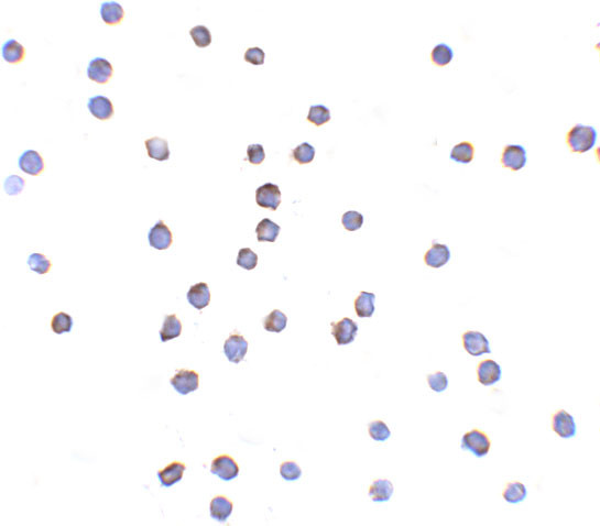 TLR6 Antibody in Immunocytochemistry (ICC/IF)