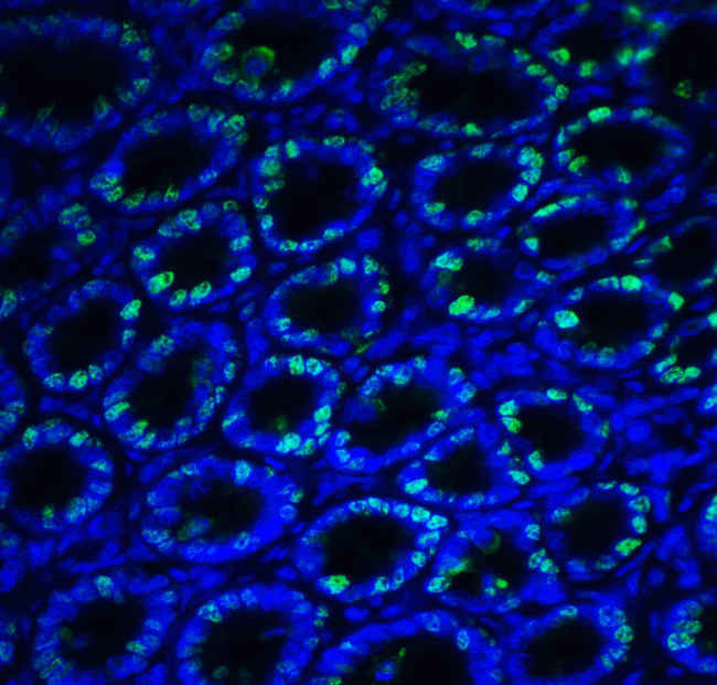 IRE1 alpha Antibody in Immunohistochemistry (PFA fixed) (IHC (PFA))