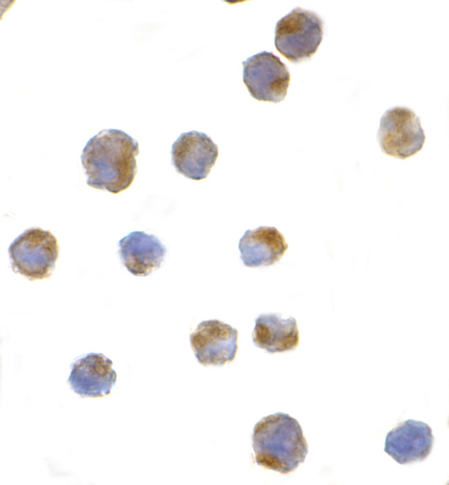 IRE1 alpha Antibody in Immunocytochemistry (ICC/IF)