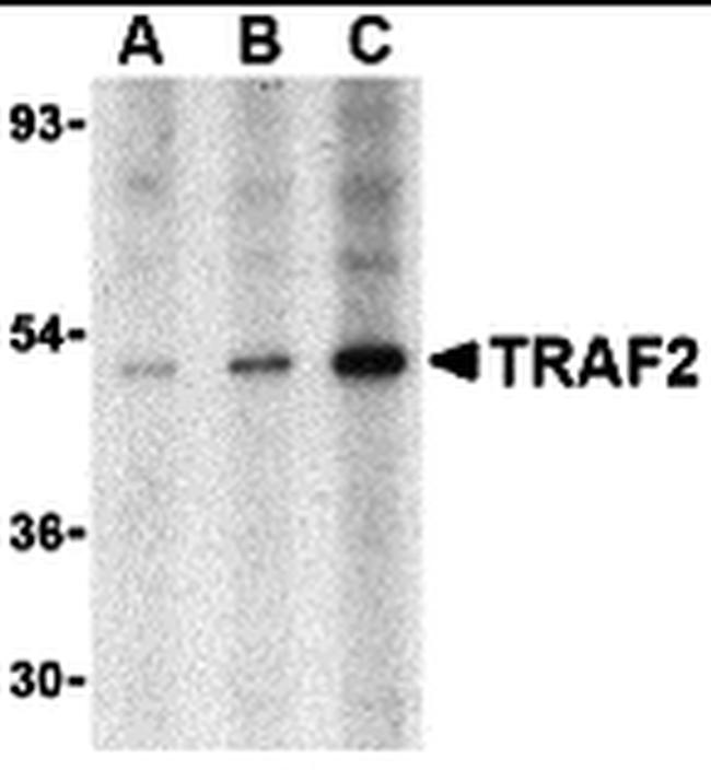 TRAF2 Antibody in Western Blot (WB)