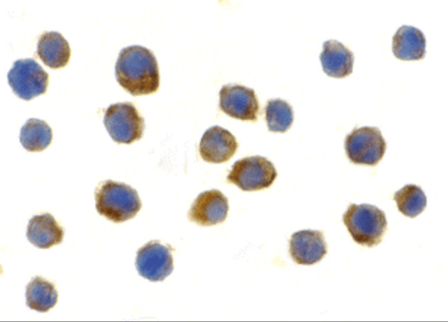 TLR9 Antibody in Immunocytochemistry (ICC/IF)