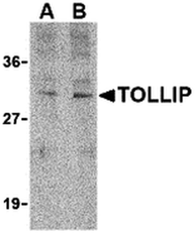 TOLLIP Antibody in Western Blot (WB)