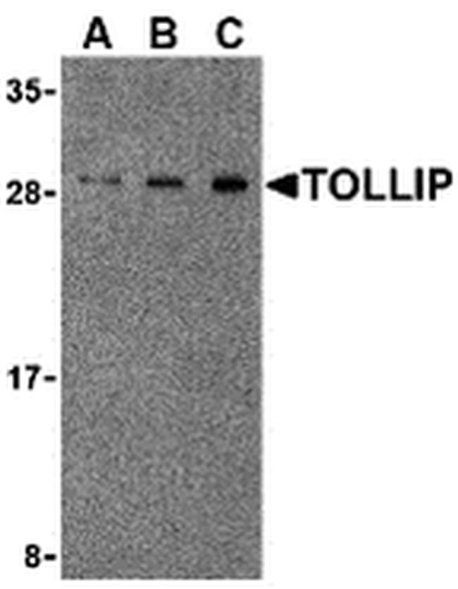 TOLLIP Antibody in Western Blot (WB)