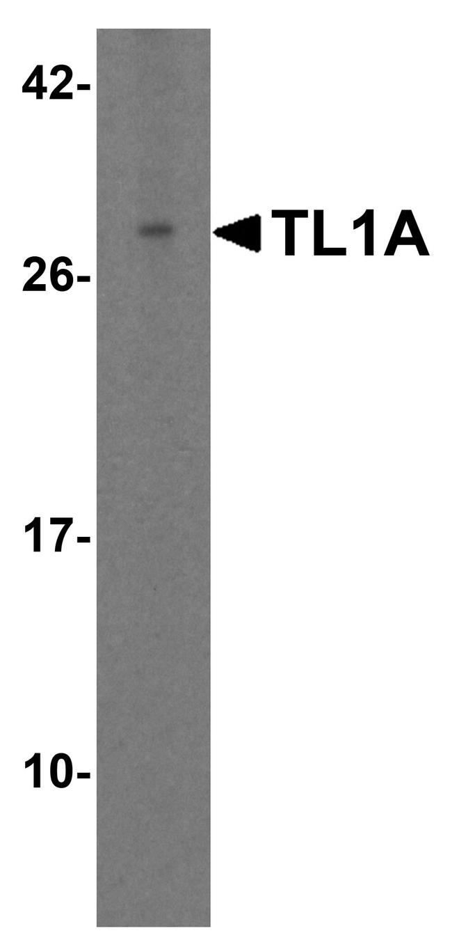 TL1A Antibody in Western Blot (WB)