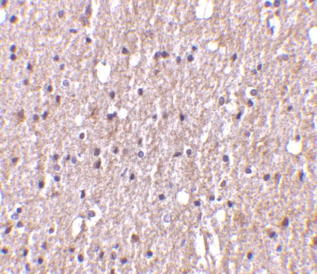 TWEAK Antibody in Immunohistochemistry (Paraffin) (IHC (P))