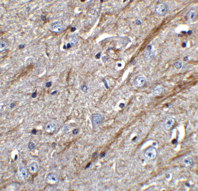 TWEAK Antibody in Immunohistochemistry (Paraffin) (IHC (P))