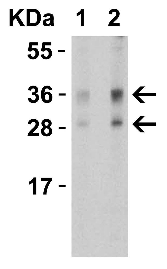 TWEAK Antibody in Western Blot (WB)