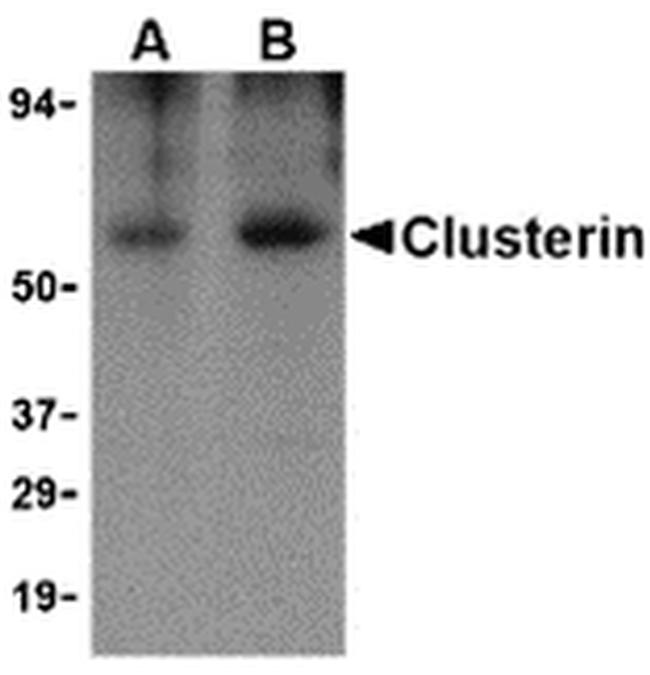 Apolipoprotein J Antibody in Western Blot (WB)