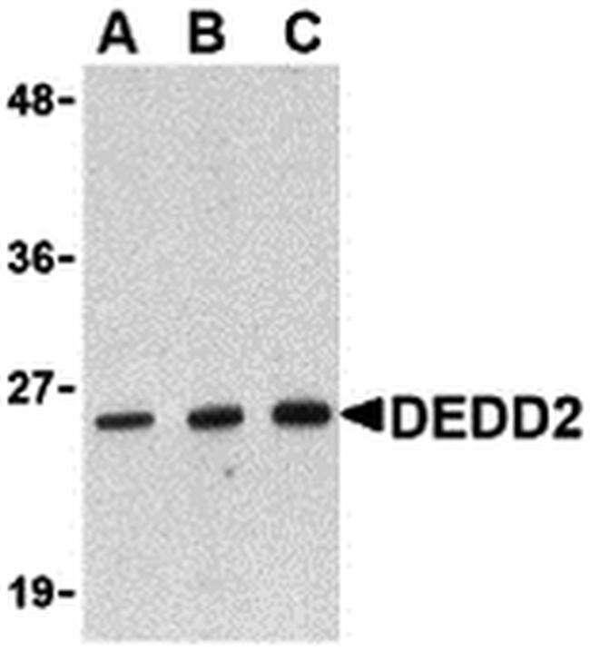 DEDD2 Antibody in Western Blot (WB)